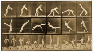 「動物の移動」シリーズのプレート、1887年頃 作： Eadweard Muybridge